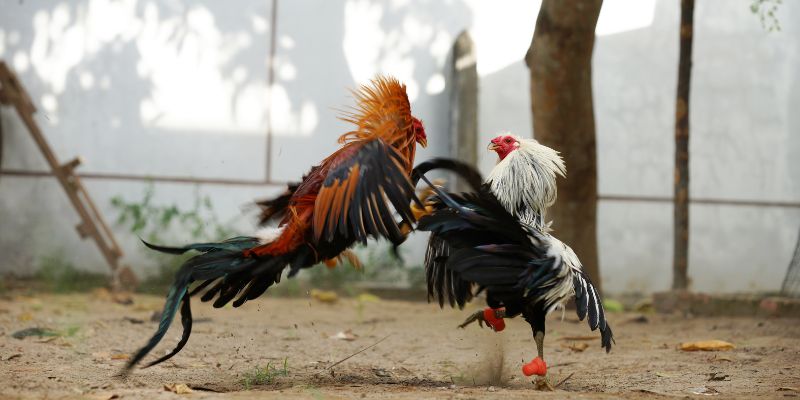 đá gà cựa dao